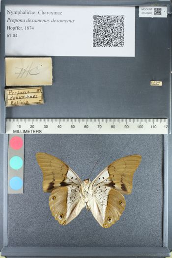 Media type: image;   Entomology 163402